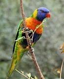 Rainbow Lorikeet 9Y209D-157